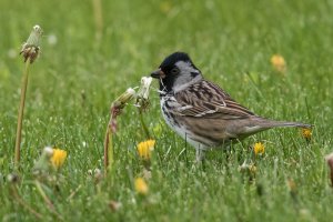 Harris's Sparrow (adult-spring) 2024-100.jpg