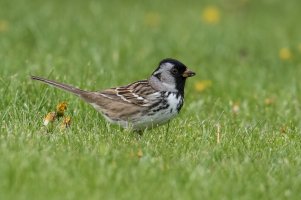 Harris's Sparrow (adult-spring) 2024-101.jpg