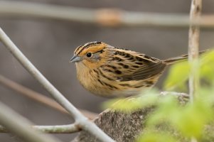 LeConte's Sparrow (adult-spring) 2024-100.jpg