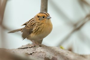 LeConte's Sparrow (adult-spring) 2024-101.jpg