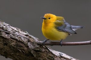 Prothonotary Warbler (male-spring) 2024-100.jpg