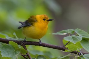 Prothonotary Warbler (male-spring) 2024-103.jpg