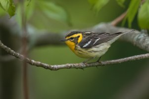 Blackburnian Warbler (female-spring) 2024-100.jpg
