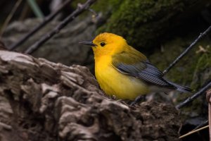 Prothonotary Warbler (male-spring) 2024-102.jpg