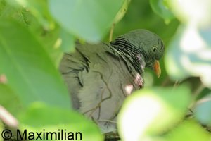 pidgeon_w_2024_04.JPG