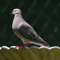240627 mourning dove.gif
