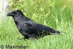 crow_2024_06.JPG