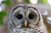 Barred_Owl-9-Edit.jpg