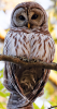 Owl-50pct.png