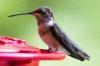 female hummingbird, 100 percent crop-7479.JPG
